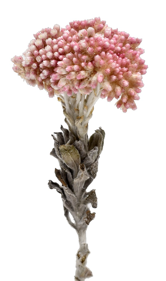 ミレフローラ　ナチュラル　18010