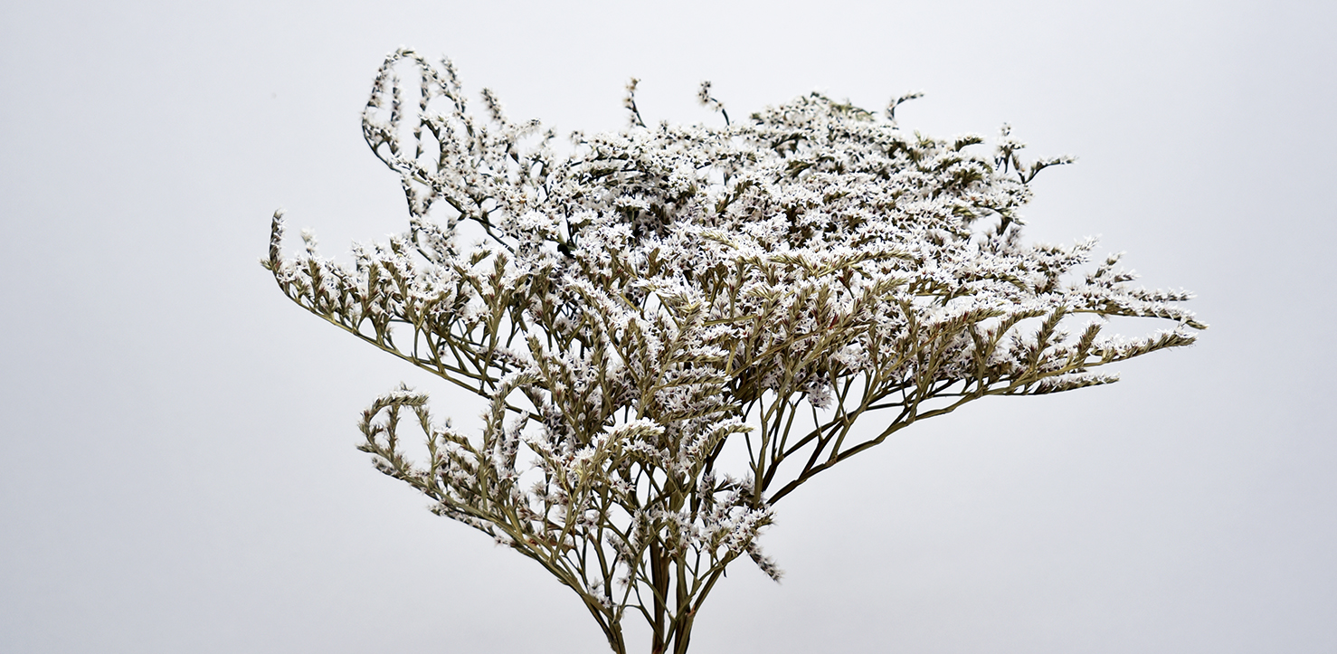 タタリカ　ナチュラル　18650