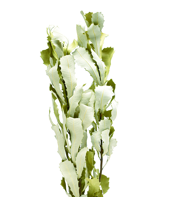 メアリーバンクシア　ナチュラル　18500