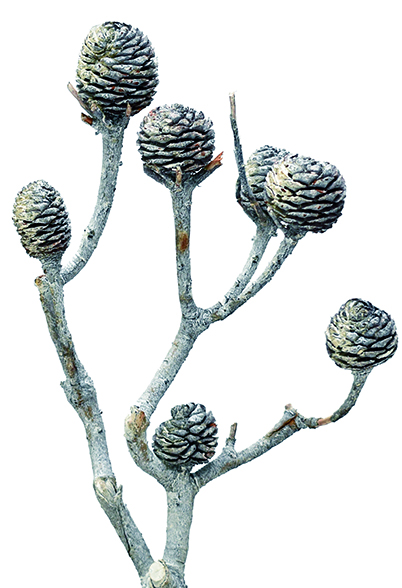 ムイリー・ブランチ　グレイッシュ　18502