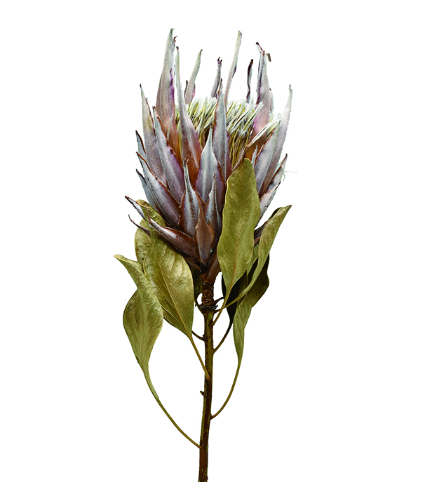 キングプロテアＳＳ　ナチュラル　18503