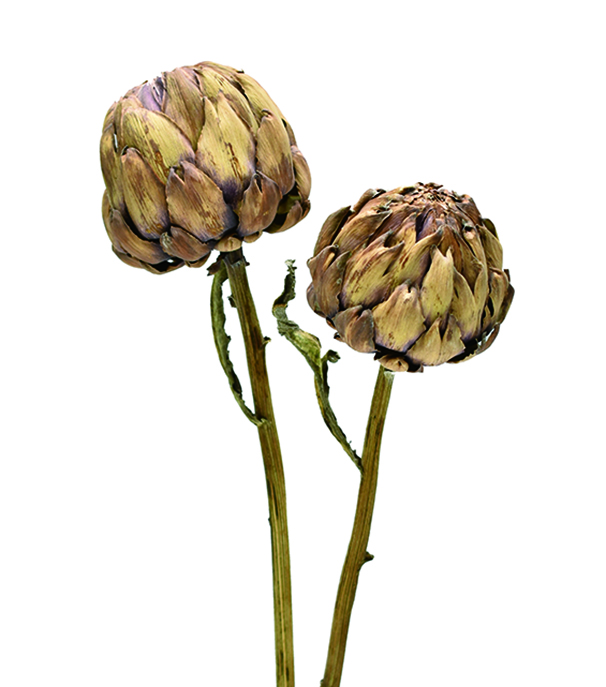 アーティーチョーク　ナチュラル　18505