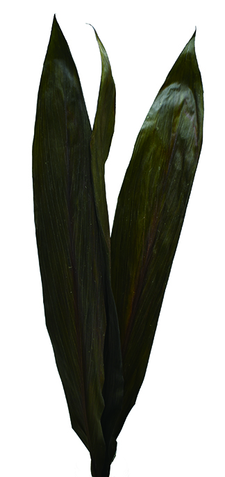 ブラックリーフ　ナチュラル　18506