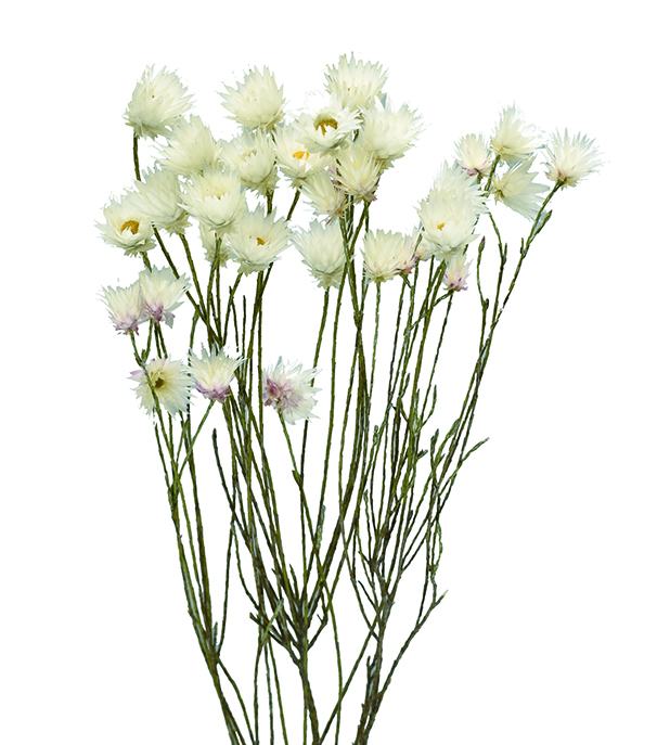 エバーラスティング・シャイニー　ナチュラル　18507