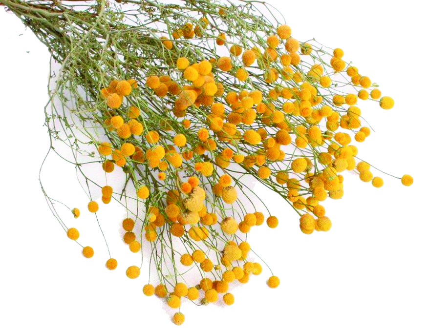 ミニビリーボタン　ナチュラル　18508