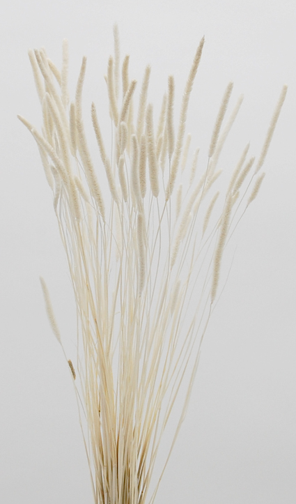 エノコロ草　サラシ