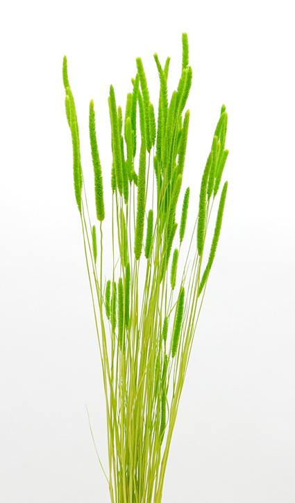 エノコロ草　ライトグリーン