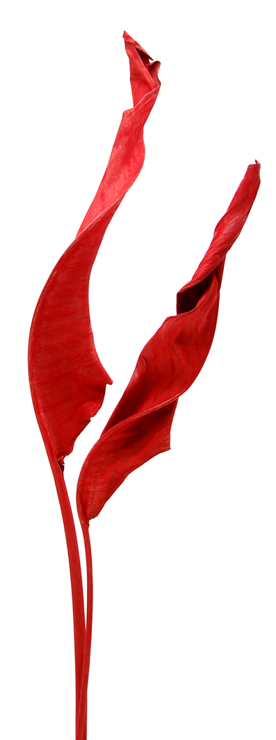 ストレチアリーフ　レッド