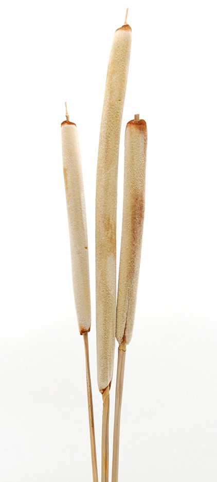 ガマの穂・大　ナチュラル