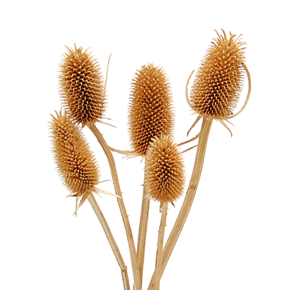 チーゼル　ナチュラル