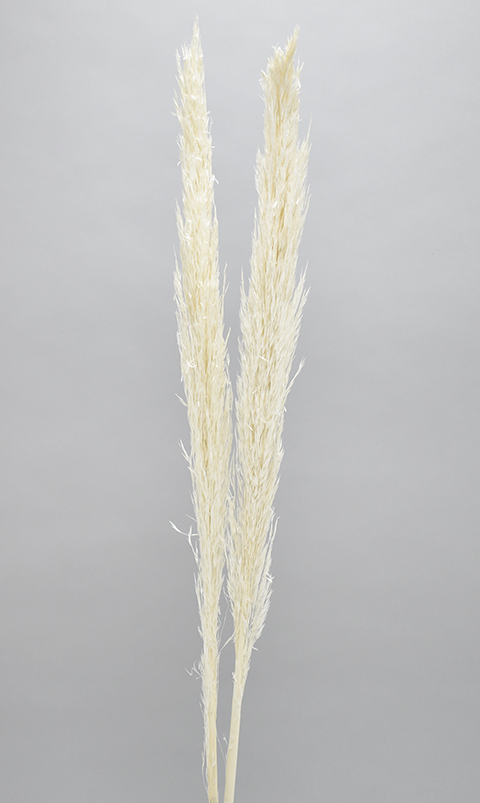 カヌーチーアワイルド　サラシ　18659