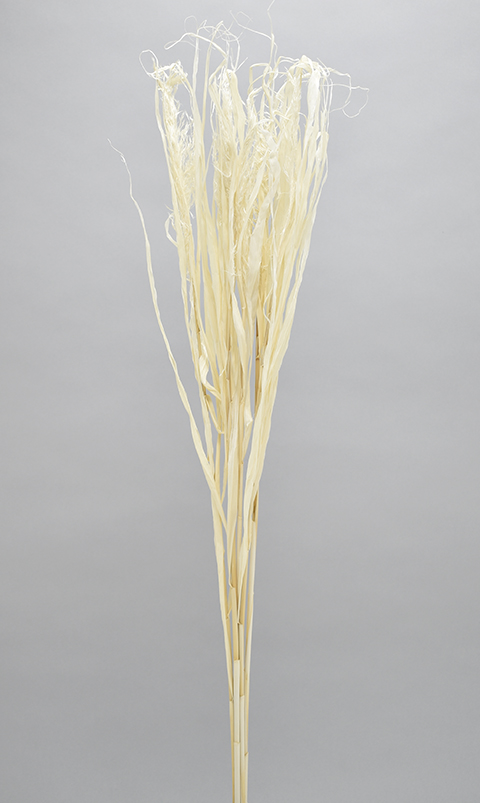 カヌーチーア・ヤング＆リース 　サラシ　186660