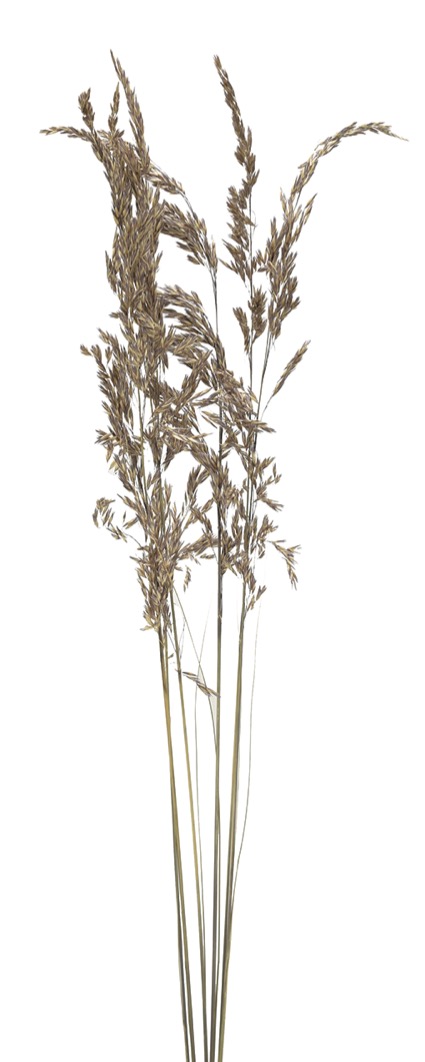 モーリタニアグラス　ナチュラル　18664