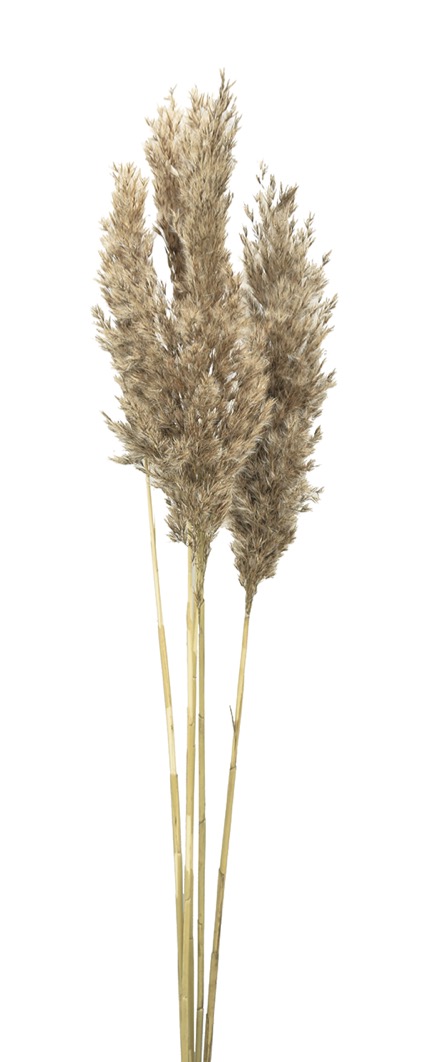 イタリアンリード  ナチュラル　18665