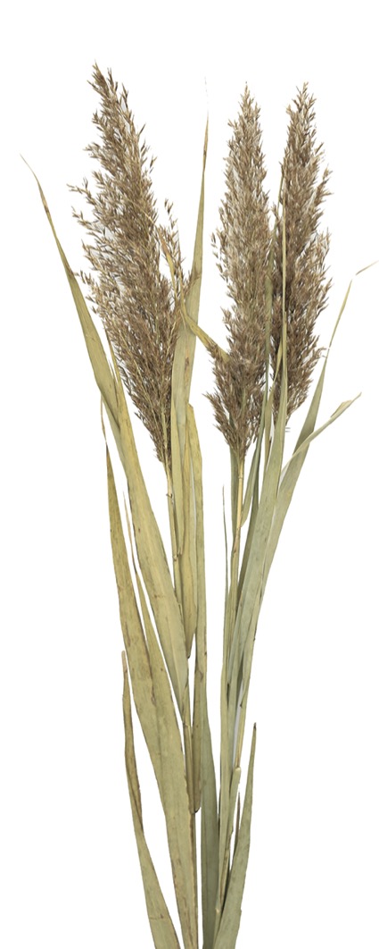 イタリアンリード  リーフ付き　ナチュラル　18666