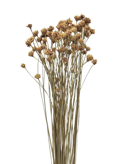 ヒルフラワー　ナチュラル　18667