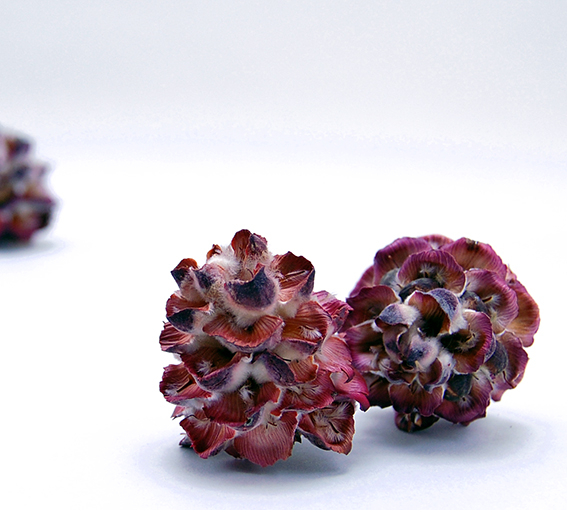 ピンクコーン　ナチュラル　18802