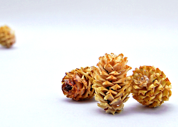 サリグナムヘッド　ナチュラル