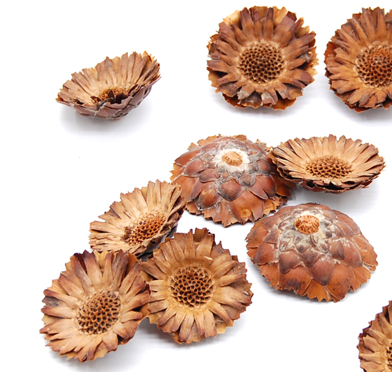 コンパクターヘッド　ナチュラル