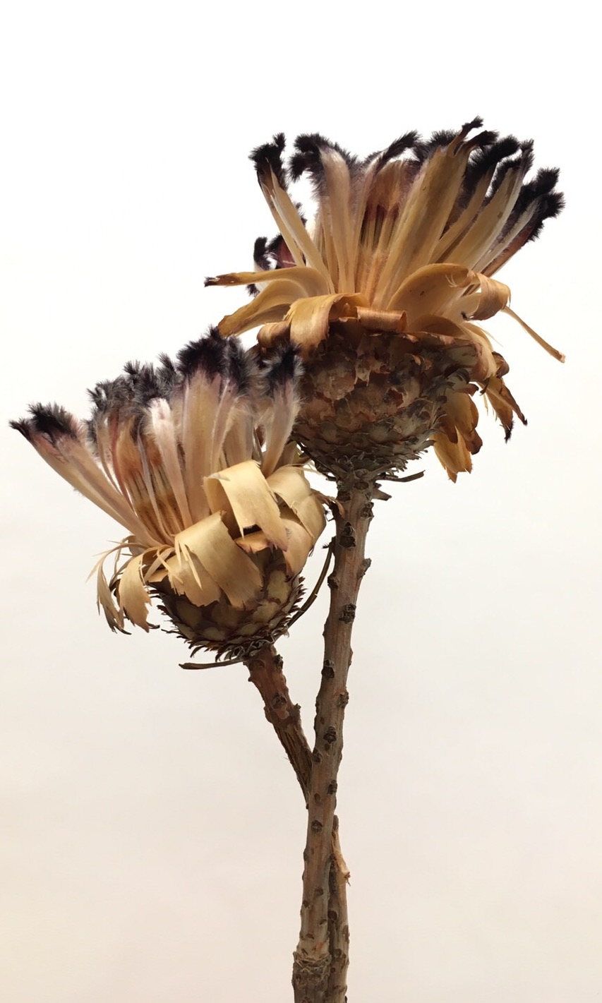 ネリフォリア・バット　レッド