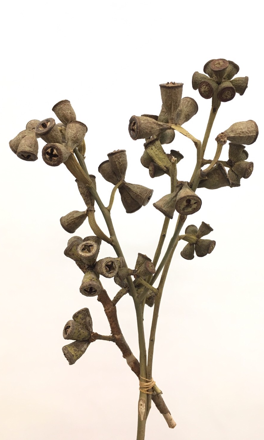 コニカルガム・ブランチ