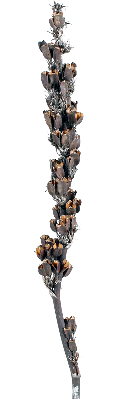 アステリア・テルシフローラ　18873