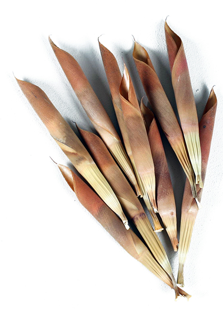 アセガイ・セグメント　ナチュラル　18881