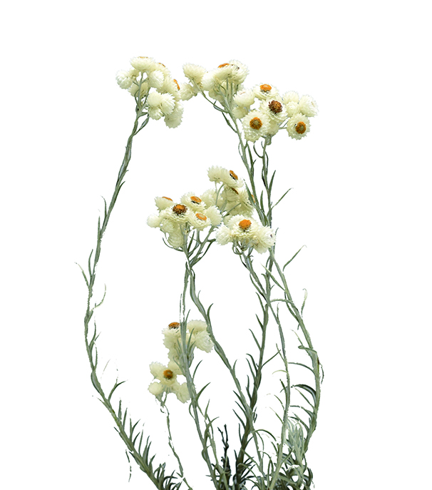 エバーラスティング・スニージーズ　ナチュラル　18883