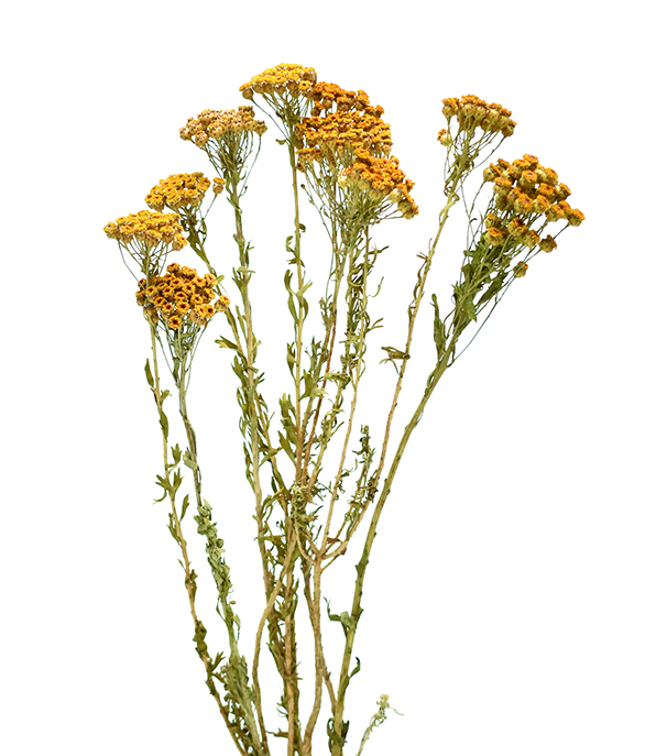 クラスローウ　ナチュラル　18885