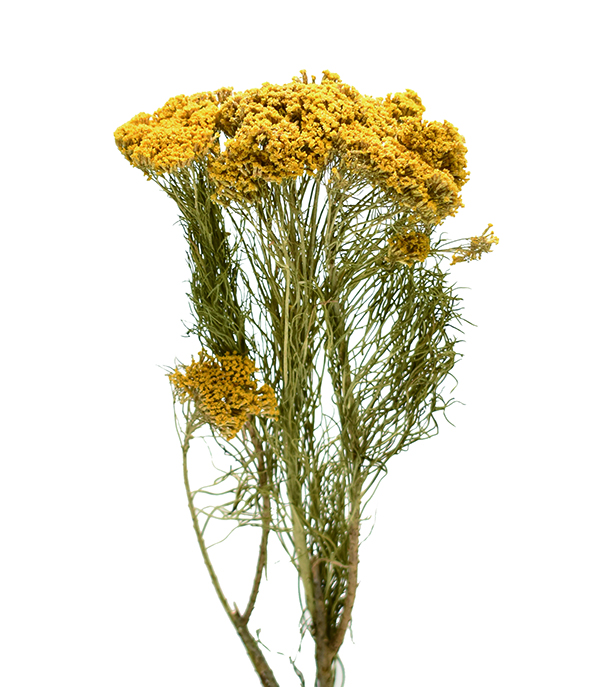 コルターブッシュ　ナチュラル　18886