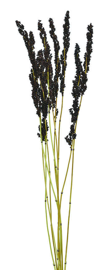 ブラックマウンテングラス　ナチュラル　18888