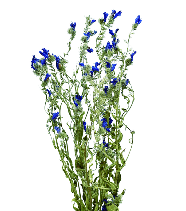 エキウム　ナチュラル　18891