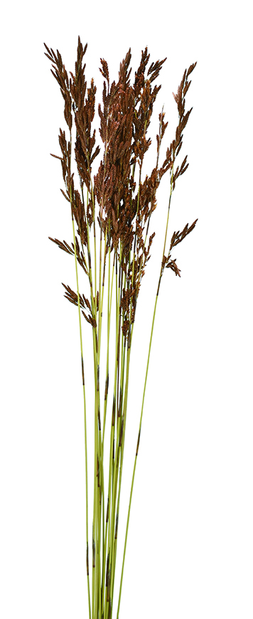 レッドタッセルリード　ナチュラル　18892