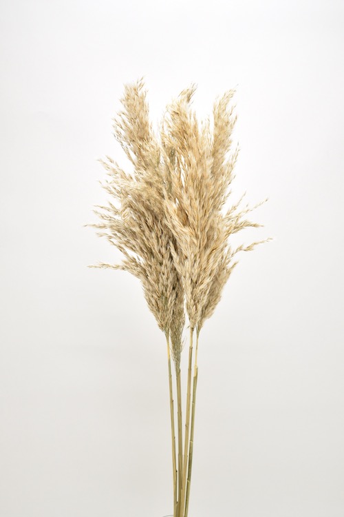 プルームリード(アフリカンパンパス)　ナチュラル　18894