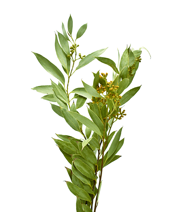 アンバーフルーツ＆リーフ　ナチュラル　18896