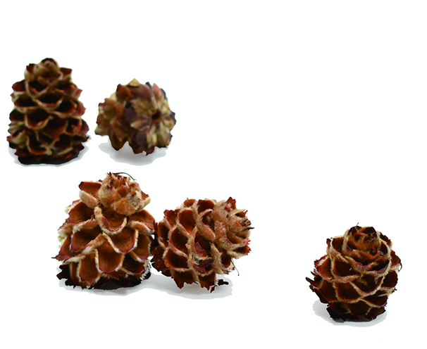 LDダフノイデスヘッド　ナチュラル　18898