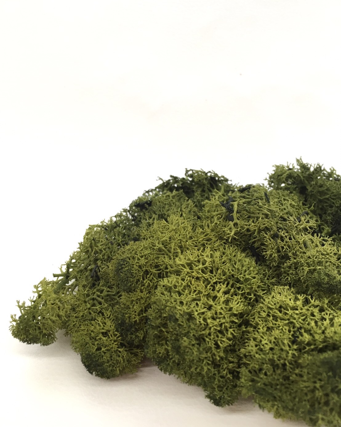 アイスランドモス　モスグリーン