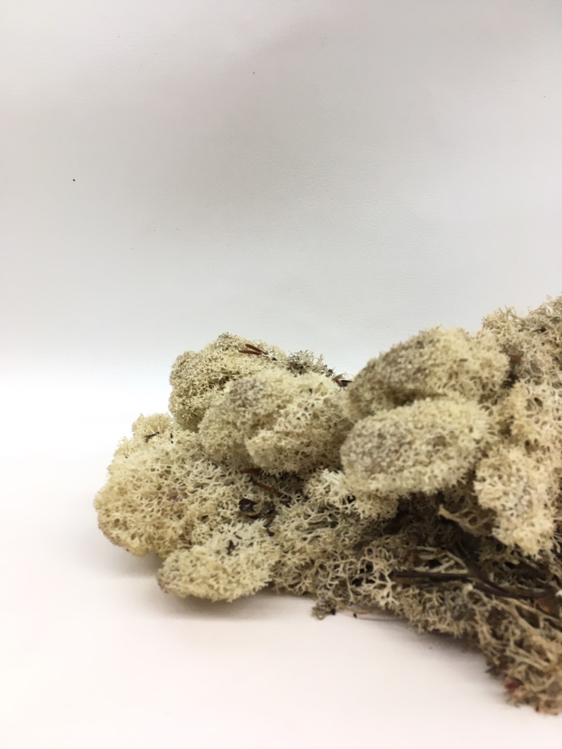 アイスランドモス　ナチュラル