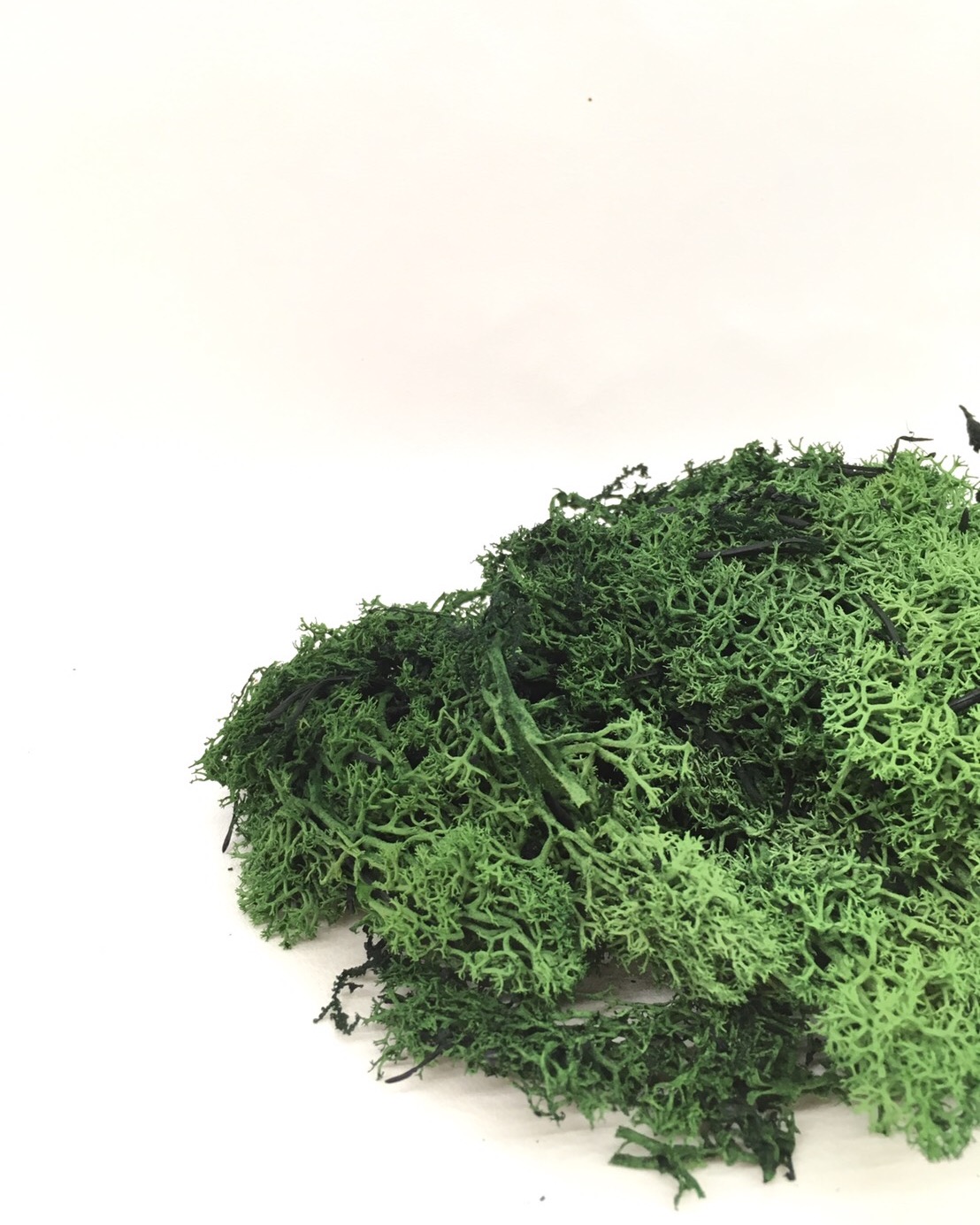 アイスランドモス　リーフグリーン