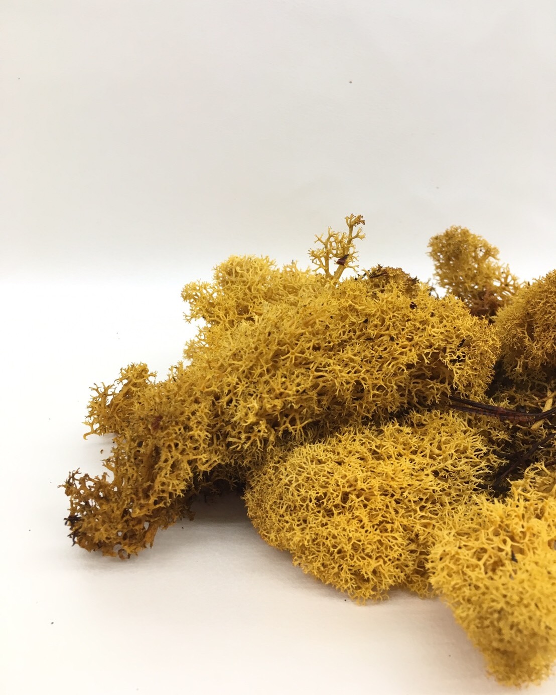 アイスランドモス　イエロー