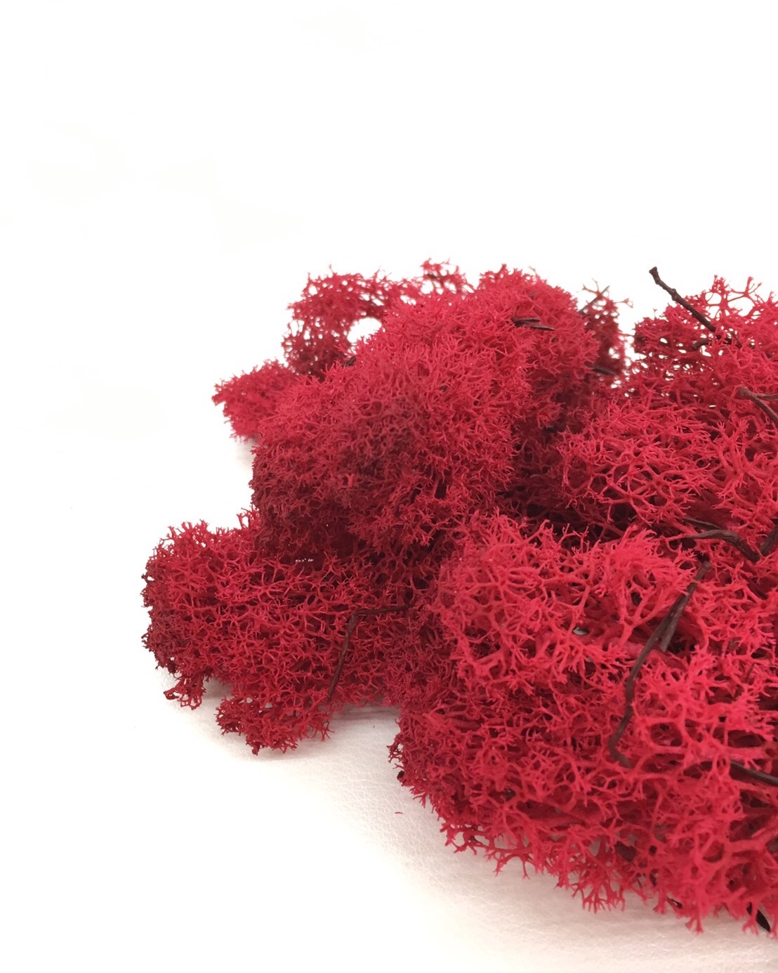 アイスランドモス　レッド