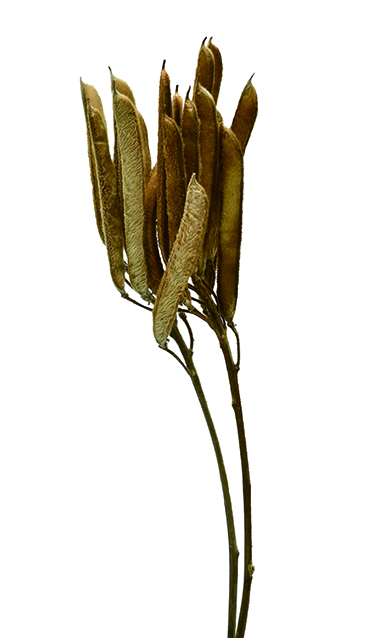 ベルベット・ビーンズ　ナチュラル　19812