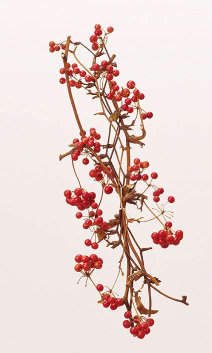 サンキライのツル(実付き) レッド 22214-300 ドライフラワー卸売り販売