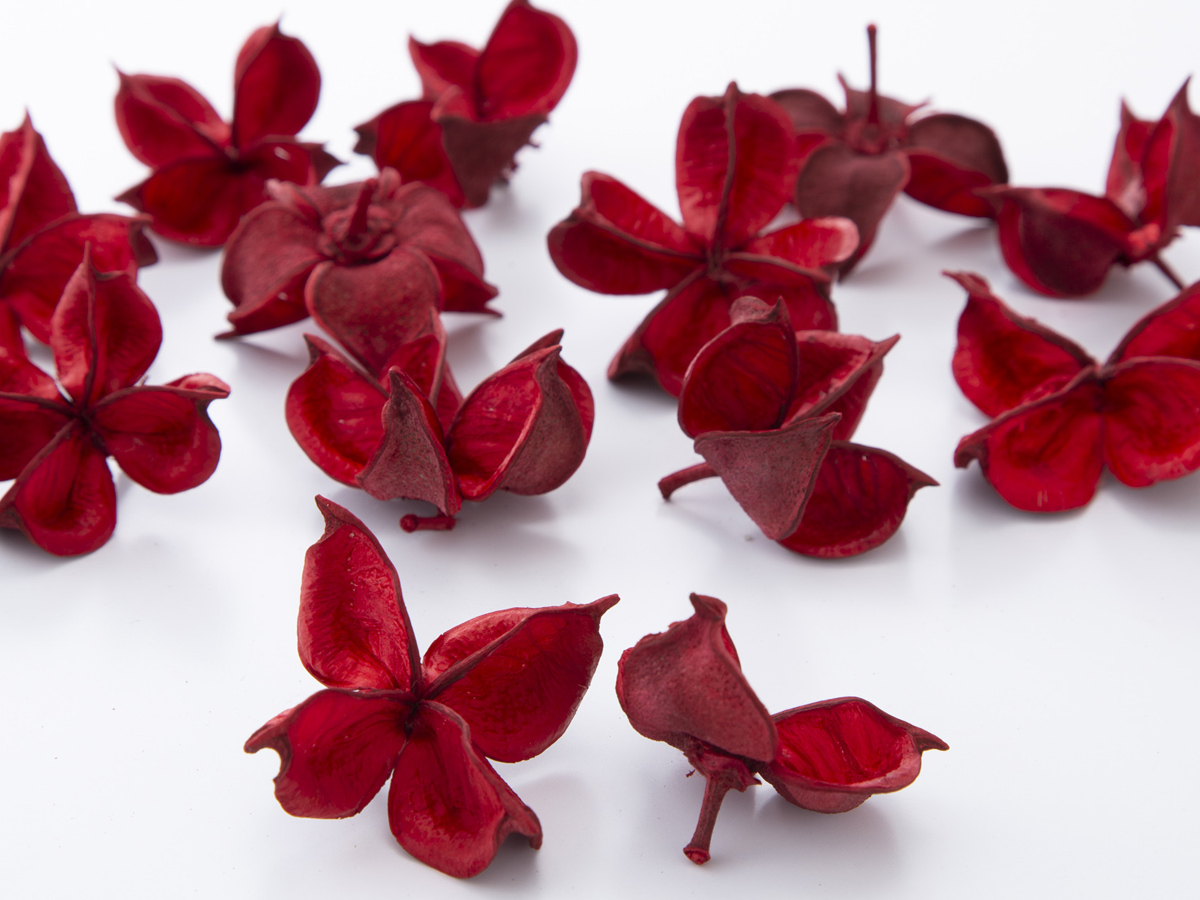 ワタカラ　レッド　24400-300