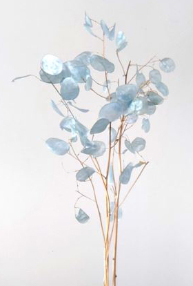 ルナリア　ベビーブルー　30073-621　※2025年販売未定