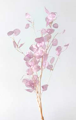 ルナリア　ピンク　30073-101　※2025年販売未定