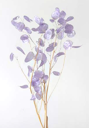 ルナリア　ライトパープル　30073-411　※2025年販売未定