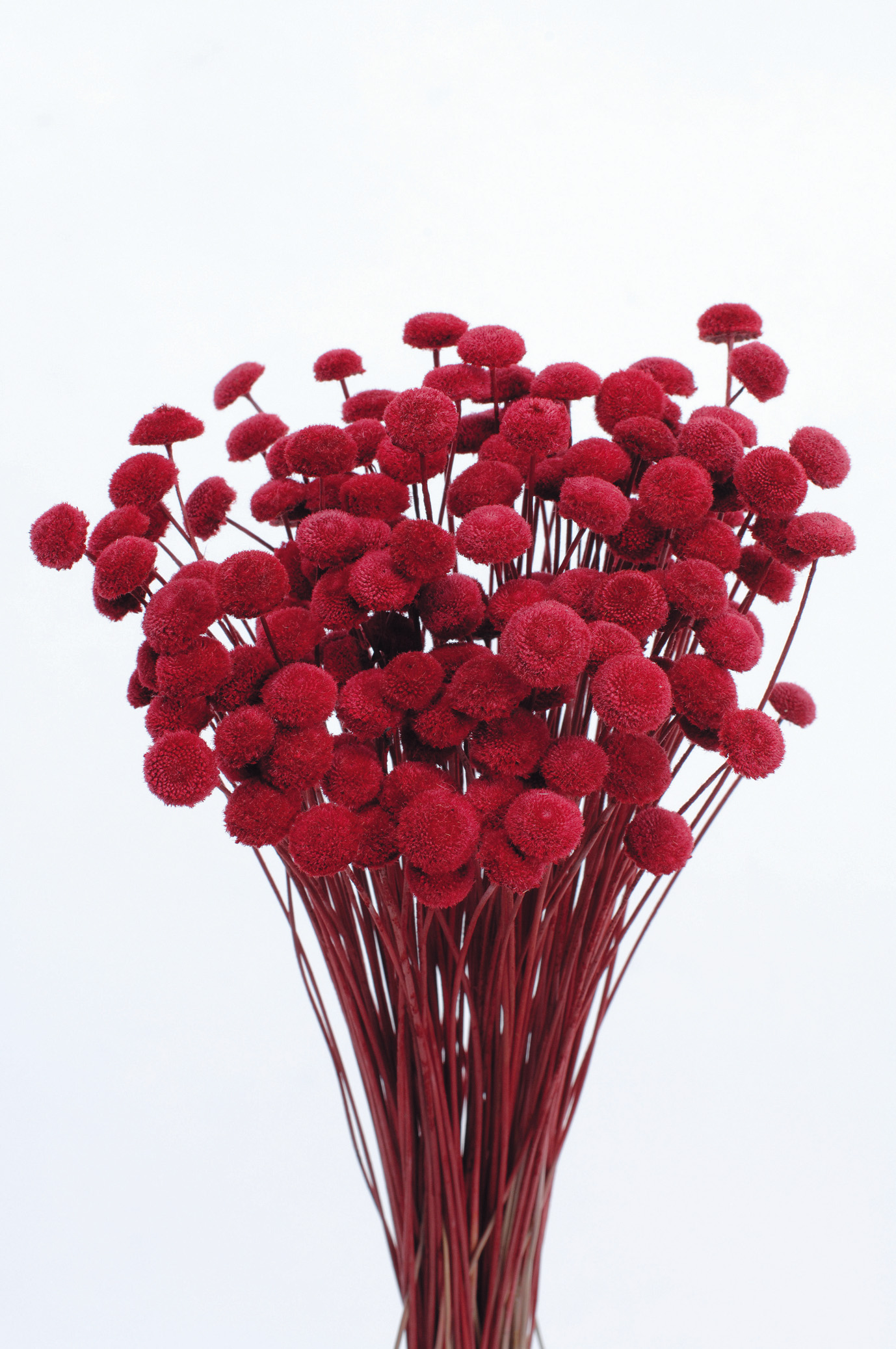 ボタンフラワー　チェリーレッド　30160-320