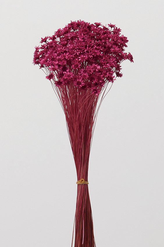 スターフラワー・ブロッサム　ラズベリー　30191-261