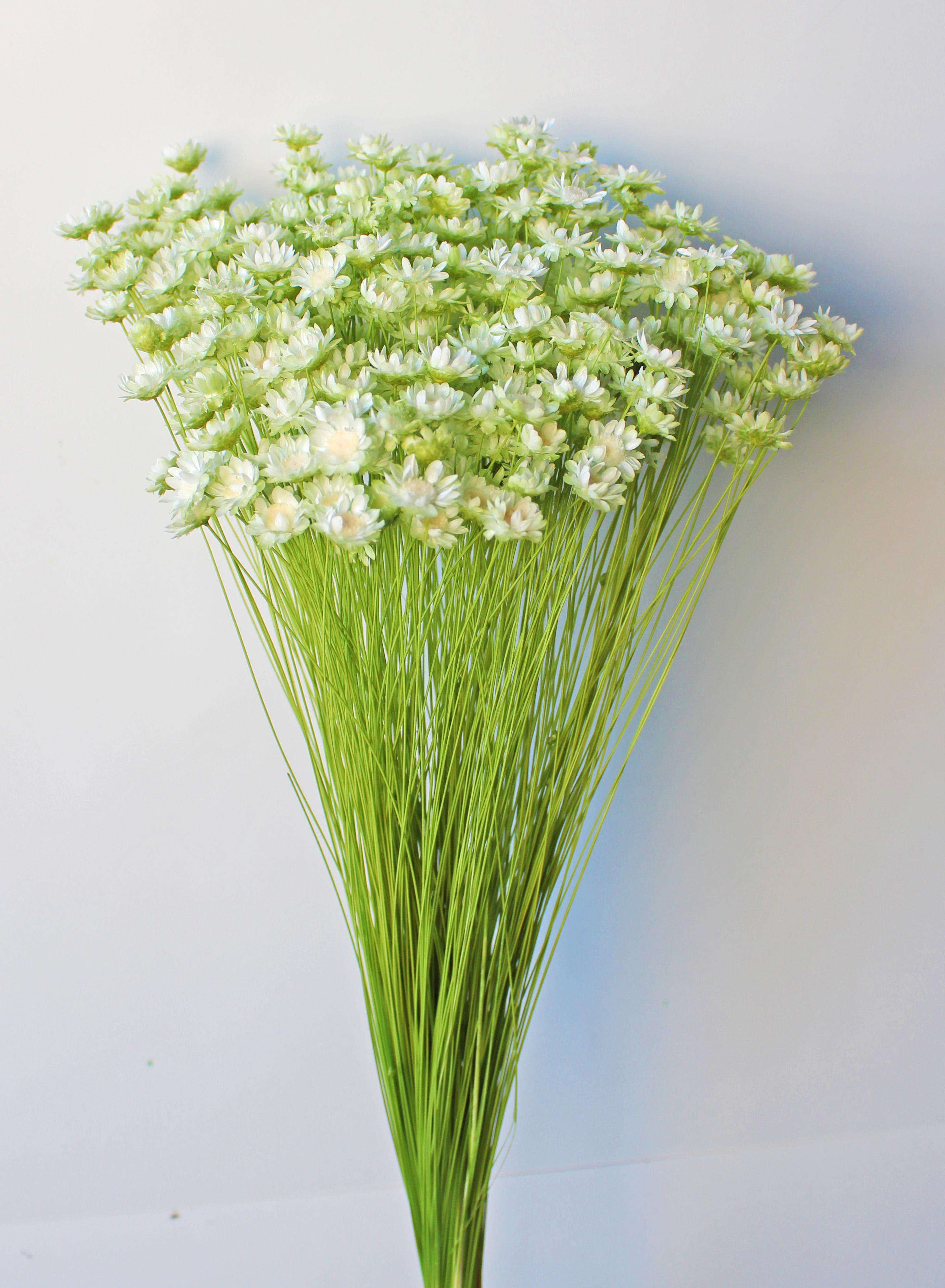 スターフラワー・ブロッサム・ツートン　ホワイトグリーン　30195-017